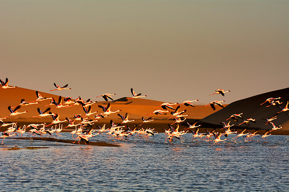 Bertazzoni, Namibia, Nikon, "Walvis Bay", bird, colors, details, details, feathers, flamingo, migration, peak, pink, pond, portrait, sea, structure, swamp, wings, zoo, "flying flamingo"