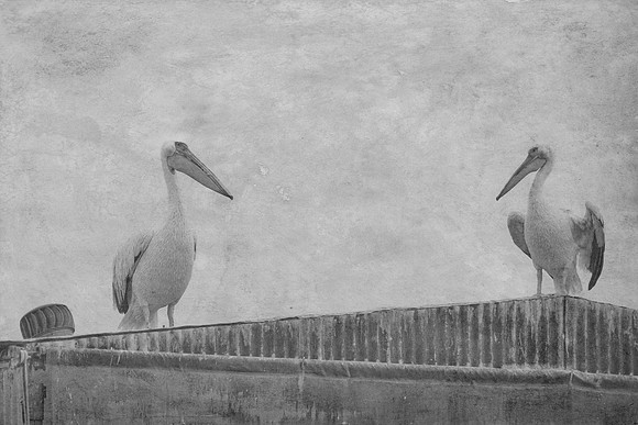 Bertazzoni, Kenya, Namibia, Pelican, "Walvis Bay", beak, colors, feathers, fishing, flying, hunting, lake, lakes, nature, nesting, ocean, "pink backed pelican", rivers, wings