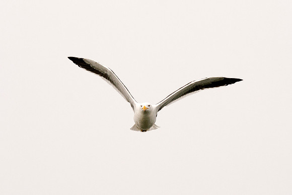 Africa, Bertazzoni, "Kelp Gull", Namibia, Nikon, beak, bird, coast, details, feathers, fishing, flying, flying, gull, landing, legs, nature, ocean, safari, sea, wings