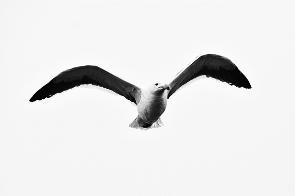 Africa, Bertazzoni, "Kelp Gull", Namibia, Nikon, beak, bird, coast, details, feathers, fishing, flying, flying, gull, landing, legs, nature, ocean, safari, sea, wings