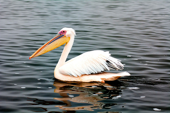 Bertazzoni, Kenya, Namibia, Pelican, "Walvis Bay", beak, colors, feathers, fishing, flying, hunting, lake, lakes, nature, nesting, ocean, "pink backed pelican", rivers, wings