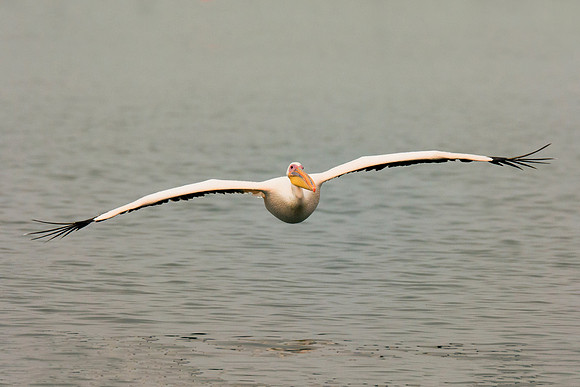 Bertazzoni, Kenya, Namibia, Pelican, "Walvis Bay", beak, colors, feathers, fishing, flying, hunting, lake, lakes, nature, nesting, ocean, "pink backed pelican", rivers, wings