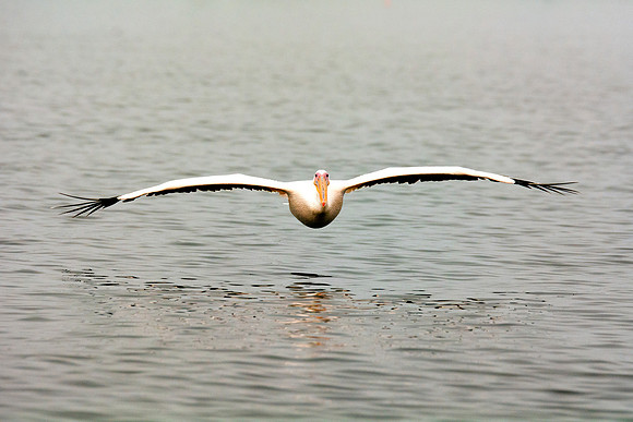 Bertazzoni, Kenya, Namibia, Pelican, "Walvis Bay", beak, colors, feathers, fishing, flying, hunting, lake, lakes, nature, nesting, ocean, "pink backed pelican", rivers, wings