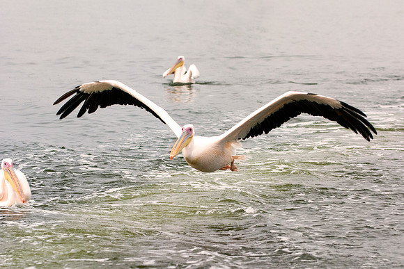 Bertazzoni, Kenya, Namibia, Pelican, "Walvis Bay", beak, colors, feathers, fishing, flying, hunting, lake, lakes, nature, nesting, ocean, "pink backed pelican", rivers, wings