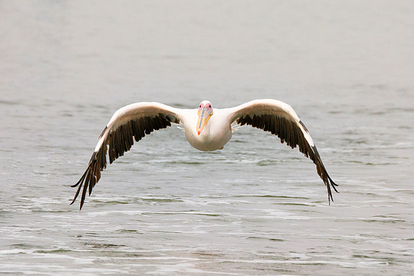 Bertazzoni, Kenya, Namibia, Pelican, "Walvis Bay", beak, colors, feathers, fishing, flying, hunting, lake, lakes, nature, nesting, ocean, "pink backed pelican", rivers, wings