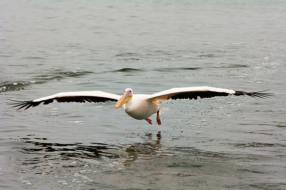 Bertazzoni, Kenya, Namibia, Pelican, "Walvis Bay", beak, colors, feathers, fishing, flying, hunting, lake, lakes, nature, nesting, ocean, "pink backed pelican", rivers, wings
