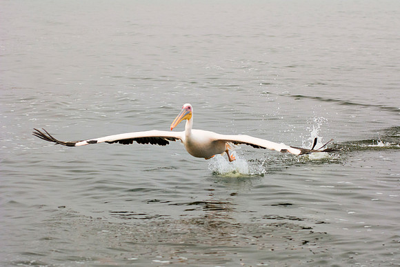 Bertazzoni, Kenya, Namibia, Pelican, "Walvis Bay", beak, colors, feathers, fishing, flying, hunting, lake, lakes, nature, nesting, ocean, "pink backed pelican", rivers, wings