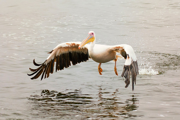 Bertazzoni, Kenya, Namibia, Pelican, "Walvis Bay", beak, colors, feathers, fishing, flying, hunting, lake, lakes, nature, nesting, ocean, "pink backed pelican", rivers, wings
