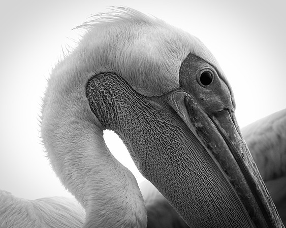 Bertazzoni, Kenya, Namibia, Pelican, "Walvis Bay", beak, colors, feathers, fishing, flying, hunting, lake, lakes, nature, nesting, ocean, "pink backed pelican", rivers, wings