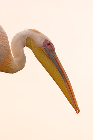 Bertazzoni, Kenya, Namibia, Pelican, "Walvis Bay", beak, colors, feathers, fishing, flying, hunting, lake, lakes, nature, nesting, ocean, "pink backed pelican", rivers, wings