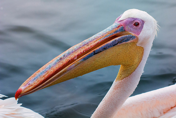 Bertazzoni, Kenya, Namibia, Pelican, "Walvis Bay", beak, colors, feathers, fishing, flying, hunting, lake, lakes, nature, nesting, ocean, "pink backed pelican", rivers, wings
