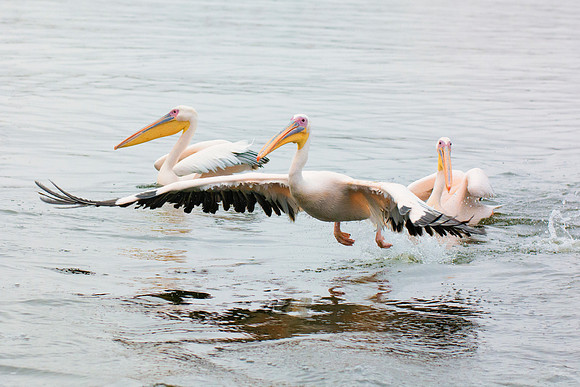 Bertazzoni, Kenya, Namibia, Pelican, "Walvis Bay", beak, colors, feathers, fishing, flying, hunting, lake, lakes, nature, nesting, ocean, "pink backed pelican", rivers, wings