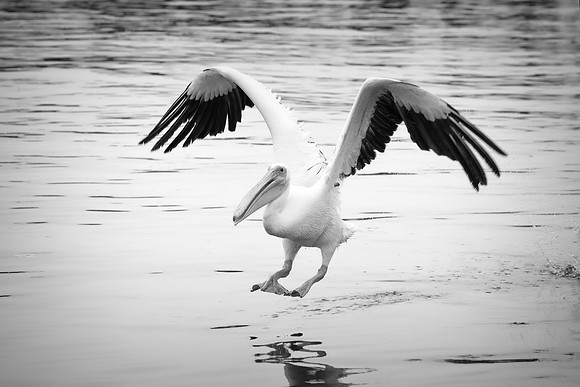 Bertazzoni, Kenya, Namibia, Pelican, "Walvis Bay", beak, colors, feathers, fishing, flying, hunting, lake, lakes, nature, nesting, ocean, "pink backed pelican", rivers, wings
