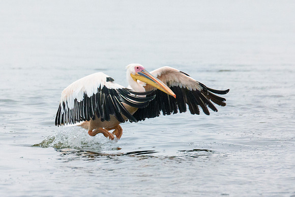 Bertazzoni, Kenya, Namibia, Pelican, "Walvis Bay", beak, colors, feathers, fishing, flying, hunting, lake, lakes, nature, nesting, ocean, "pink backed pelican", rivers, wings