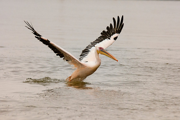 Bertazzoni, Kenya, Namibia, Pelican, "Walvis Bay", beak, colors, feathers, fishing, flying, hunting, lake, lakes, nature, nesting, ocean, "pink backed pelican", rivers, wings