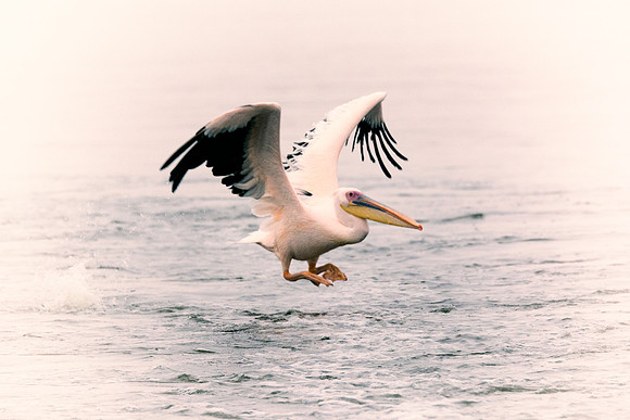 Bertazzoni, Kenya, Namibia, Pelican, "Walvis Bay", beak, colors, feathers, fishing, flying, hunting, lake, lakes, nature, nesting, ocean, "pink backed pelican", rivers, wings