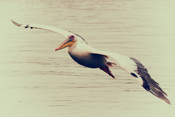 Bertazzoni, Kenya, Namibia, Pelican, "Walvis Bay", beak, colors, feathers, fishing, flying, hunting, lake, lakes, nature, nesting, ocean, "pink backed pelican", rivers, wings, "black & white"