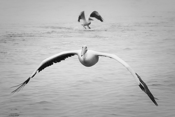 Bertazzoni, Kenya, Namibia, Pelican, "Walvis Bay", beak, colors, feathers, fishing, flying, hunting, lake, lakes, nature, nesting, ocean, "pink backed pelican", rivers, wings, "black & white"