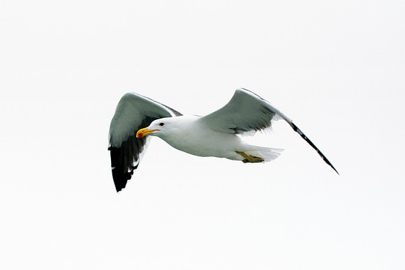 Africa, Bertazzoni, "Kelp Gull", Namibia, Nikon, beak, bird, coast, details, feathers, fishing, flying, flying, gull, landing, legs, nature, ocean, safari, sea, wings