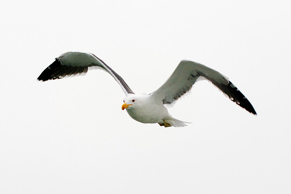 Africa, Bertazzoni, "Kelp Gull", Namibia, Nikon, beak, bird, coast, details, feathers, fishing, flying, flying, gull, landing, legs, nature, ocean, safari, sea, wings