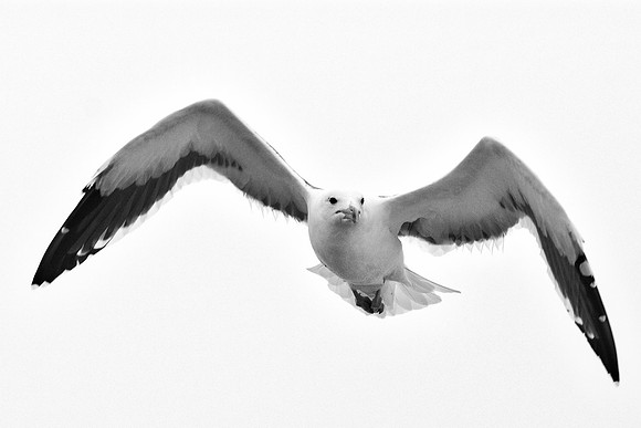 Africa, Bertazzoni, "Kelp Gull", Namibia, Nikon, beak, bird, coast, details, feathers, fishing, flying, flying, gull, landing, legs, nature, ocean, safari, sea, wings