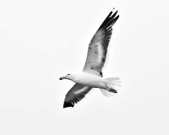Africa, Bertazzoni, "Kelp Gull", Namibia, Nikon, beak, bird, coast, details, feathers, fishing, flying, flying, gull, landing, legs, nature, ocean, safari, sea, wings