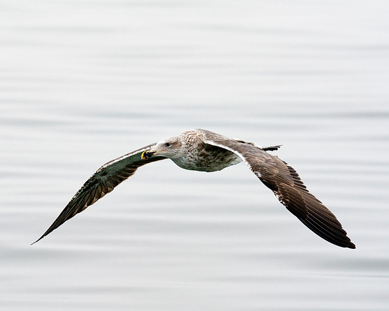 Africa, Bertazzoni, "Cory's Shearwater", Namibia, Nikon, beak, bird, coast, details, feathers, fishing, flying, gull, landing, legs, nature, ocean, safari, sea, wings