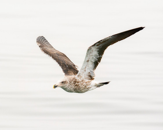 Africa, Bertazzoni, "Cory's Shearwater", Namibia, Nikon, beak, bird, coast, details, feathers, fishing, flying, gull, landing, legs, nature, ocean, safari, sea, wings