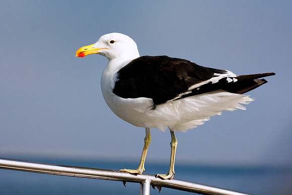 Africa, Bertazzoni, "Kelp Gull", Namibia, Nikon, beak, bird, coast, details, feathers, fishing, flying, flying, gull, landing, legs, nature, ocean, safari, sea, wings
