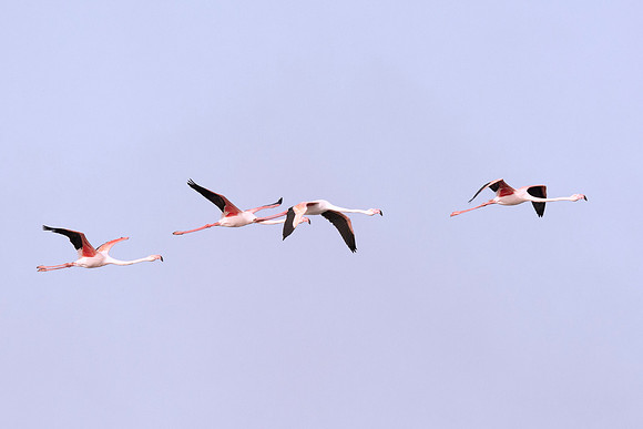 Bertazzoni, Namibia, Nikon, "Walvis Bay", bird, "black & white", colors, details, details, feathers, flamingo, "flying flamingo", migration, peak, pink, pond, portrait, sea, structure, swamp, wings, z