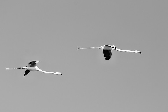 Bertazzoni, Namibia, Nikon, "Walvis Bay", bird, "black & white", colors, details, details, feathers, flamingo, "flying flamingo", migration, peak, pink, pond, portrait, sea, structure, swamp, wings, z