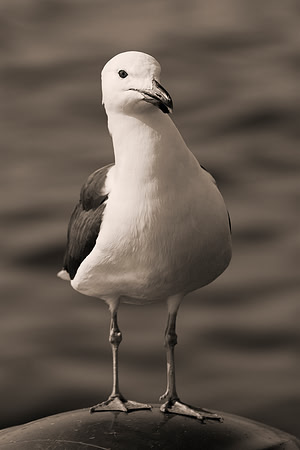 Africa, Bertazzoni, "Kelp Gull", Namibia, Nikon, beak, bird, coast, details, feathers, fishing, flying, flying, gull, landing, legs, nature, ocean, safari, sea, wings