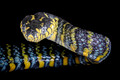 Amphibians, Fishes & Reptiles
