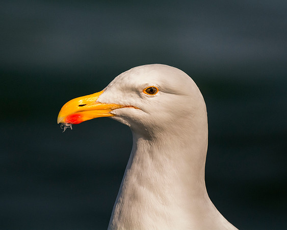 Africa, Bertazzoni, "Kelp Gull", Namibia, Nikon, beak, bird, coast, details, feathers, fishing, flying, flying, gull, landing, legs, nature, ocean, safari, sea, wings