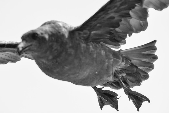 Africa, Bertazzoni, Namibia, Nikon, "Sabine's Gull", beak, bird, coast, details, feathers, fishing, flying, flying, gull, landing, legs, nature, ocean, safari, sea, wings