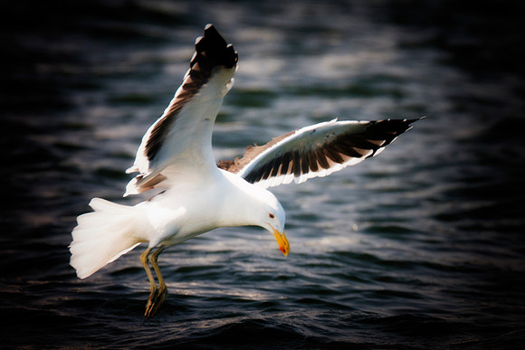 Africa, Bertazzoni, "Kelp Gull", Namibia, Nikon, beak, bird, coast, details, feathers, fishing, flying, flying, gull, landing, legs, nature, ocean, safari, sea, wings