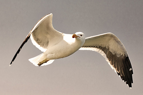 Africa, Bertazzoni, "Kelp Gull", Namibia, Nikon, beak, bird, coast, details, feathers, fishing, flying, flying, gull, landing, legs, nature, ocean, safari, sea, wings