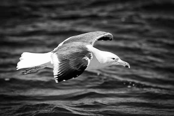 Africa, Bertazzoni, "Kelp Gull", Namibia, Nikon, beak, bird, coast, details, feathers, fishing, flying, flying, gull, landing, legs, nature, ocean, safari, sea, wings