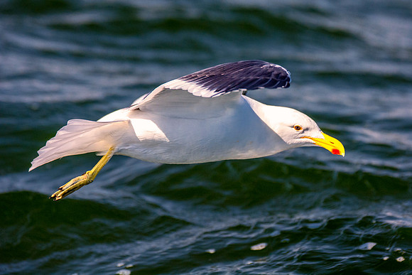Africa, Bertazzoni, "Kelp Gull", Namibia, Nikon, beak, bird, coast, details, feathers, fishing, flying, flying, gull, landing, legs, nature, ocean, safari, sea, wings