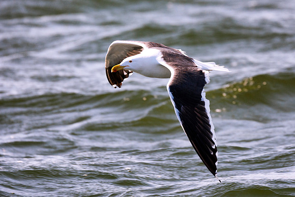 Africa, Bertazzoni, "Kelp Gull", Namibia, Nikon, beak, bird, coast, details, feathers, fishing, flying, flying, gull, landing, legs, nature, ocean, safari, sea, wings