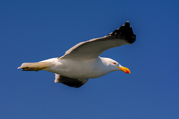 Africa, Bertazzoni, "Kelp Gull", Namibia, Nikon, beak, bird, coast, details, feathers, fishing, flying, flying, gull, landing, legs, nature, ocean, safari, sea, wings