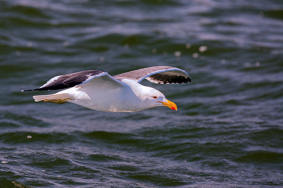 Africa, Bertazzoni, "Kelp Gull", Namibia, Nikon, beak, bird, coast, details, feathers, fishing, flying, flying, gull, landing, legs, nature, ocean, safari, sea, wings