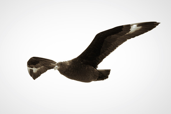 Africa, Bertazzoni, "Subantarctic Skua", Namibia, Nikon, beak, bird, coast, details, feathers, fishing, flying, gull, landing, legs, nature, ocean, safari, sea, wings
