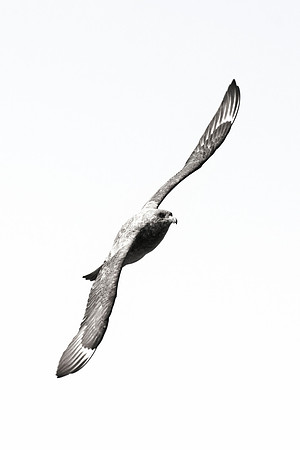 Africa, Bertazzoni, "Subantarctic Skua", Namibia, Nikon, beak, bird, coast, details, feathers, fishing, flying, gull, landing, legs, nature, ocean, safari, sea, wings