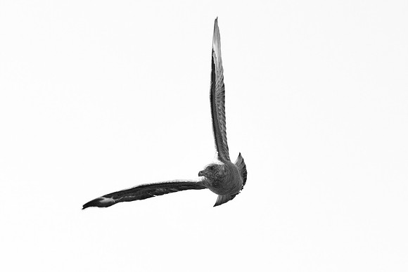 Africa, Bertazzoni, "Subantarctic Skua", Namibia, Nikon, beak, bird, coast, details, feathers, fishing, flying, gull, landing, legs, nature, ocean, safari, sea, wings