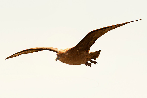 Africa, Bertazzoni, "Subantarctic Skua", Namibia, Nikon, beak, bird, coast, details, feathers, fishing, flying, gull, landing, legs, nature, ocean, safari, sea, wings