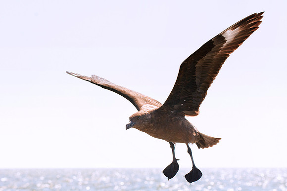 Africa, Bertazzoni, "Subantarctic Skua", Namibia, Nikon, beak, bird, coast, details, feathers, fishing, flying, gull, landing, legs, nature, ocean, safari, sea, wings
