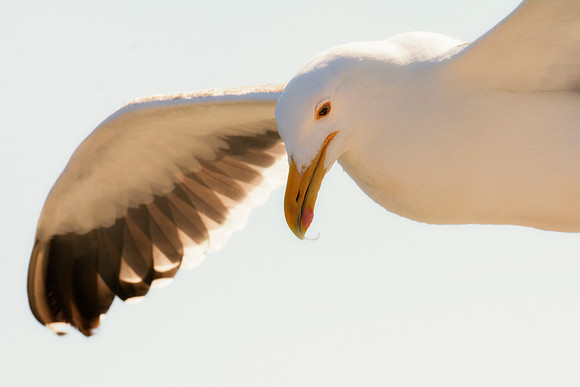 Africa, Bertazzoni, "Kelp Gull", Namibia, Nikon, beak, bird, coast, details, feathers, fishing, flying, flying, gull, landing, legs, nature, ocean, safari, sea, wings