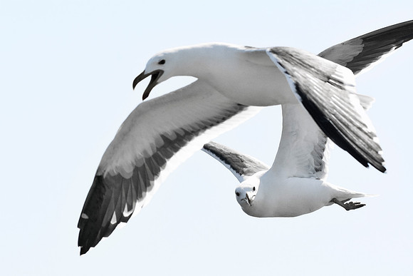Africa, Bertazzoni, "Kelp Gull", Namibia, Nikon, beak, bird, coast, details, feathers, fishing, flying, flying, gull, landing, legs, nature, ocean, safari, sea, wings