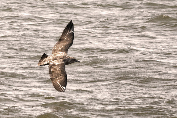 Africa, Bertazzoni, "Subantarctic Skua", Namibia, Nikon, beak, bird, coast, details, feathers, fishing, flying, gull, landing, legs, nature, ocean, safari, sea, wings